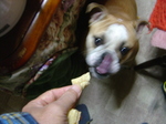 南紀すさみのチビ助2